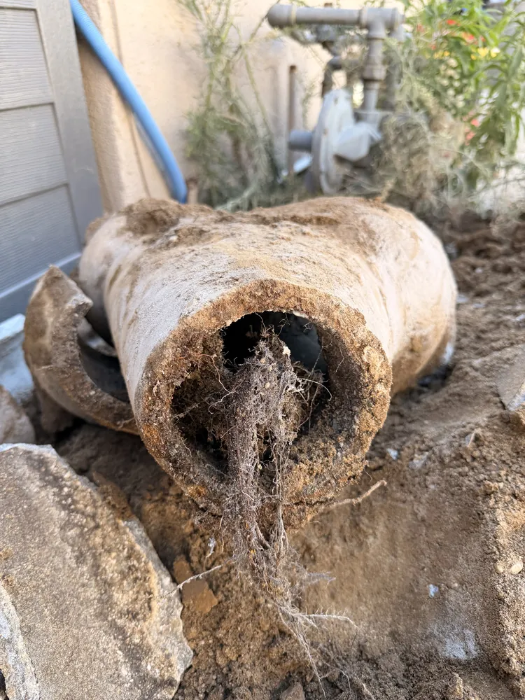 A cracked old clay sewer pipe with tree roots growing through it